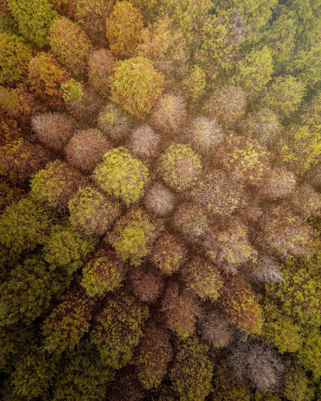 九芎林,九芎林落羽松,林內九芎林,落羽松,落羽松秘境,落羽松景點,雲林,雲林景點,雲林林內,林內景點,雲林秘境,落羽松景點,雲林落羽松